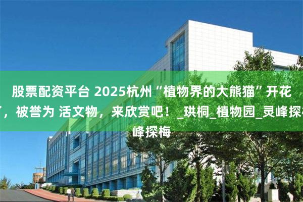 股票配资平台 2025杭州“植物界的大熊猫”开花了，被誉为 活文物，来欣赏吧！_珙桐_植物园_灵峰探梅